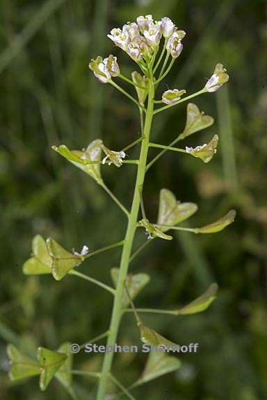 capsella bursa pastoris 3 graphic